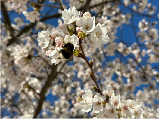 2026 mit der OG Kempten: Streuobst für alle 