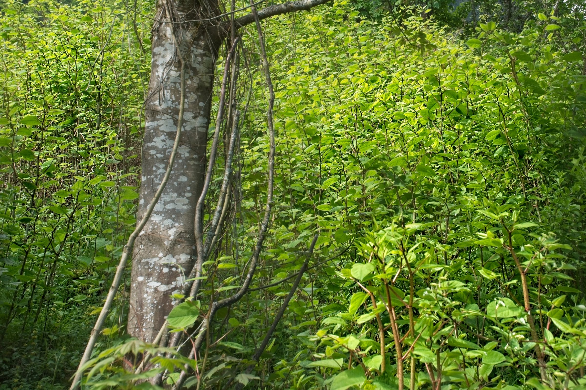 Staudenknöterich, Bildrecht BN OG Immenstadt